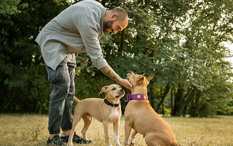 treinador de cães