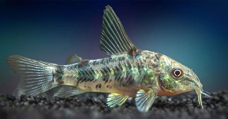 peixe corydora