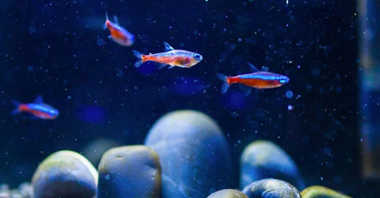 peixe neon tetra