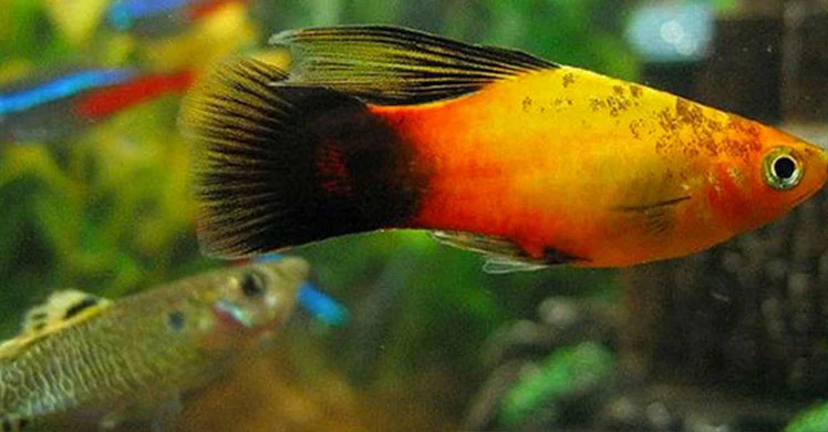 peixe platy