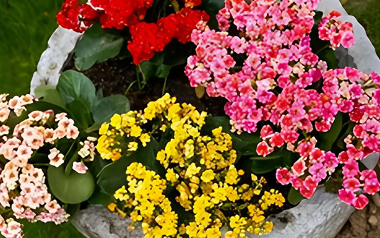 kalanchoe flores