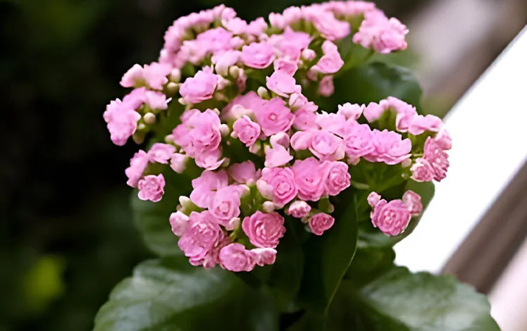 kalanchoe planta