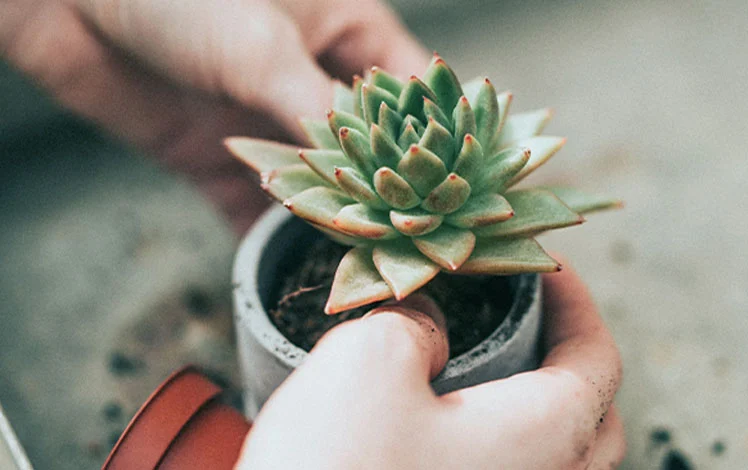 Suculentas são plantas bonitas e fáceis de cuidar, mas mesmo elas podem ficar doentes. Aprenda a identificar os sinais de doenças em suculentas e como tratar.