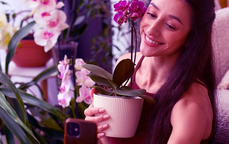 como cultivar orquídeas com sucesso