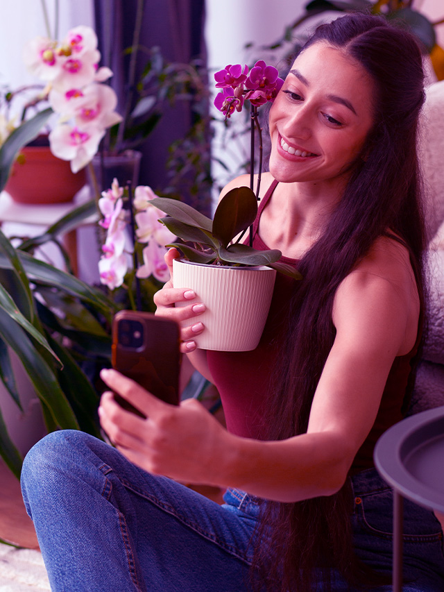 Saiba como cuidar orquídeas com sucesso