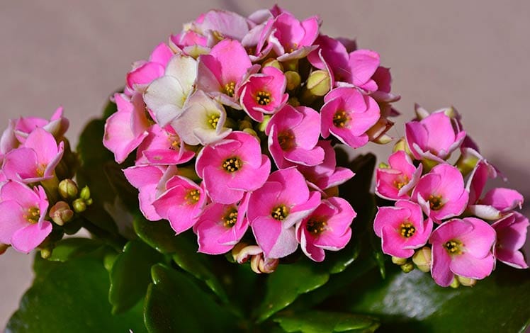 kalanchoe flor rosa