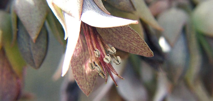 Kalanchoe beauverdii