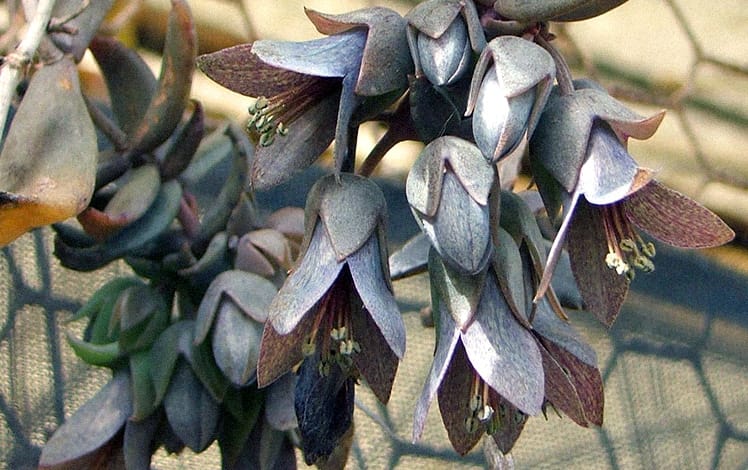 Kalanchoe beauverdii