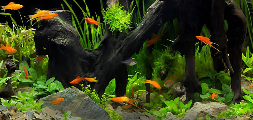 Aquário com peixes e plantas