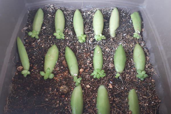 Cultivar Suculenta