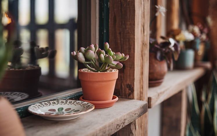 Kalanchoe em Vasos Pequenos