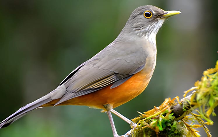  surucuá-de-barriga-amarela
