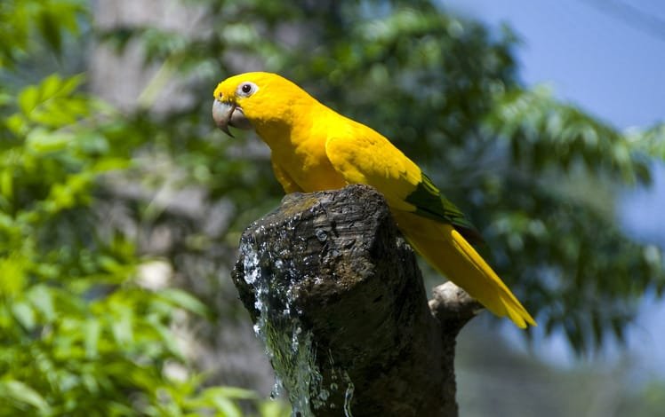 Ave Ararajuba (Guaruba guarouba)