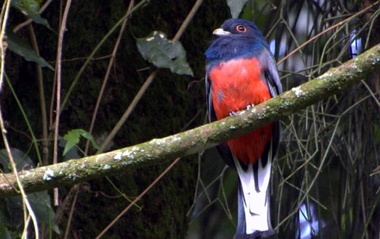 Ave Surucuá-variado (Trogon surrucura)