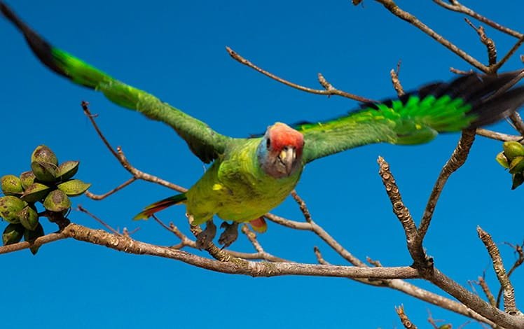 Ave Papagaio-de-cara-roxa (Amazona brasiliensis)