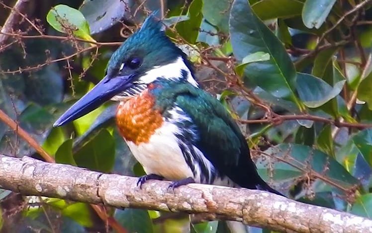 Ave Martim-pescador-verde (Chloroceryle americana)