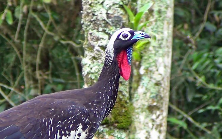 Ave Jacutinga (Aburria jacutinga)