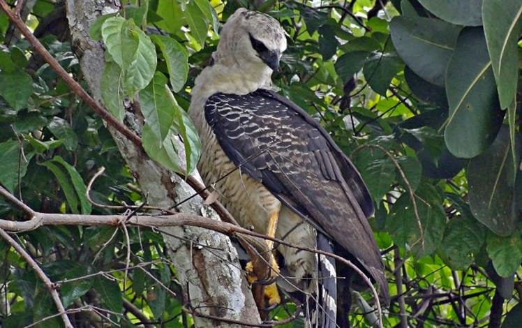 Ave Uiraçu-falso (Morphnus guianensis)
