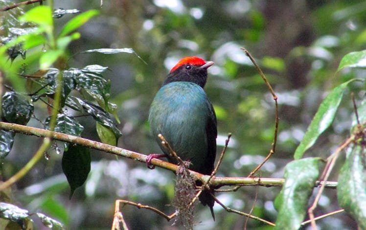 Ave Tangará-dançarino (Chiroxiphia caudata)