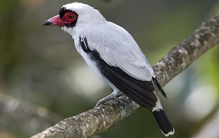 Ave Anambé-branco-de-rabo-preto (Tityra cayana)