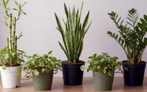 Cinco plantas populares que simbolizam sorte e prosperidade: bambu-da-sorte, espada-de-são-jorge, dinheiro-em-penca, jade e zamioculca em um espaço iluminado e harmonioso