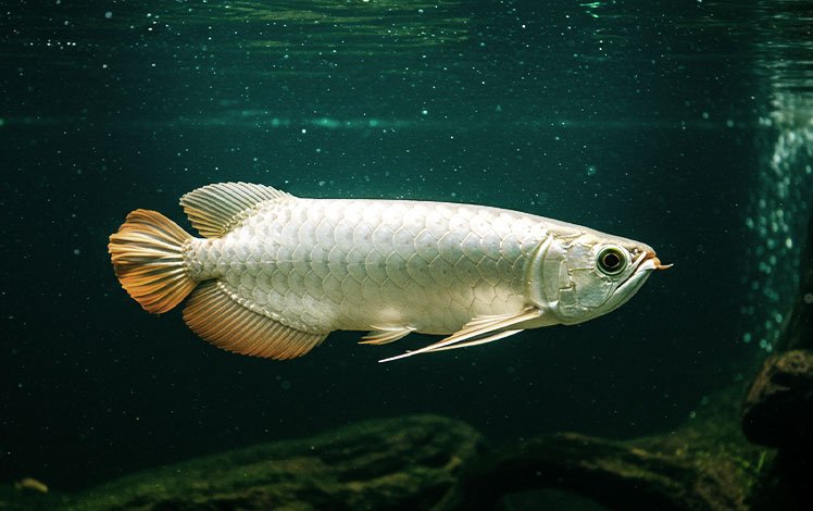 Peixe Aruanã prateado em de água doce, com escamas grandes e brilhantes