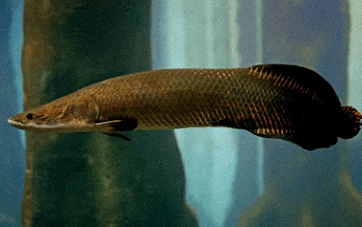 Pirarucu, o gigante da Amazônia, nadando em águas doces com escamas brilhantes e cauda avermelhada