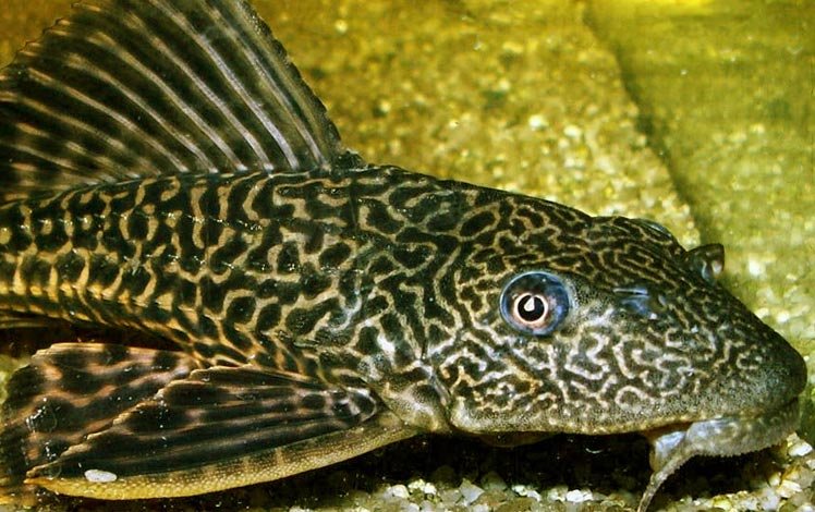 Peixe Bodó da família Loricariidae aderido a uma pedra em águas doces amazônicas