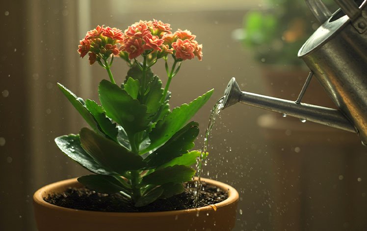 Kalanchoe florida em vaso de barro sendo regada com regador metálico pequeno, solo úmido e ambiente iluminado