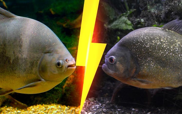 Comparação entre pacu e piranha em rio amazônico: pacu com dentes retos e piranha com dentes triangulares afiados.