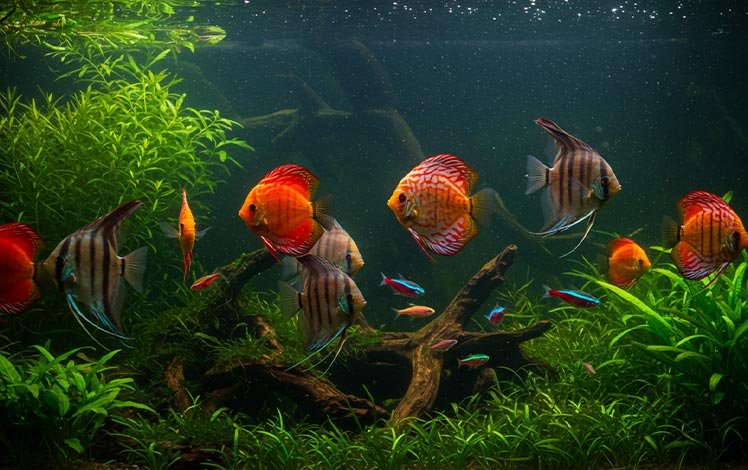 Peixes ornamentais brasileiros coloridos nadando em aquário plantado, incluindo neon tetra, disco e acarás-bandeira