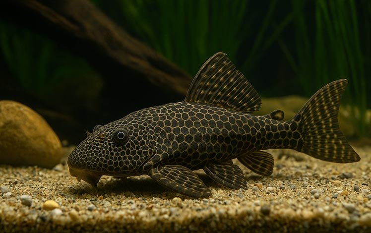 Cascudo (Loricariidae)