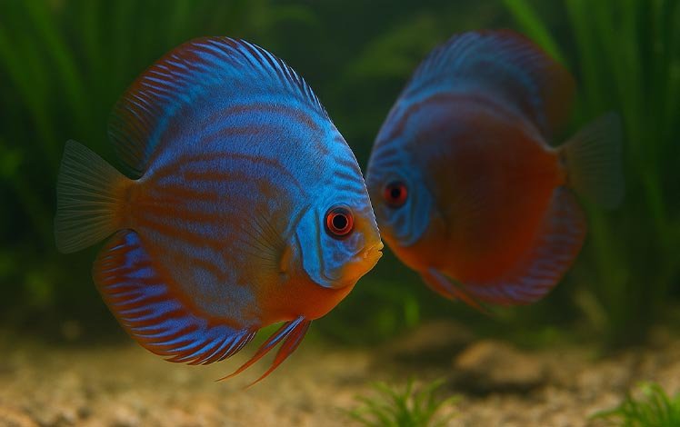 Disco (Symphysodon spp.)