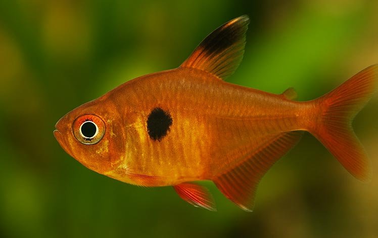 Mato Grosso (Hyphessobrycon eques)
