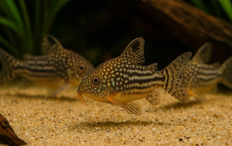 Corydora (Corydoras spp.)