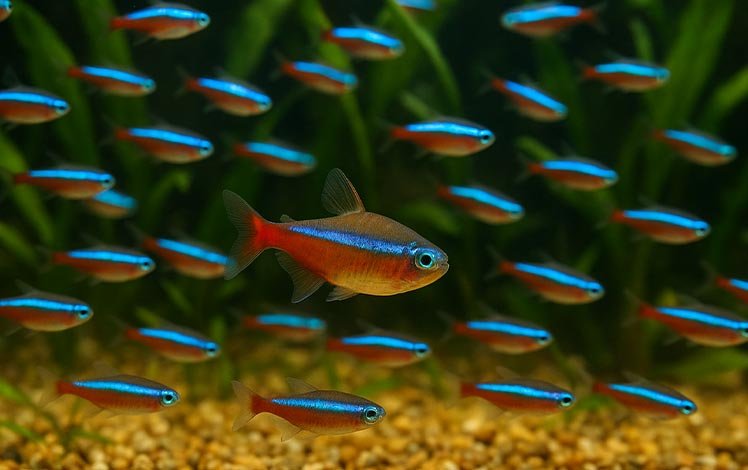 Cardinal Tetra (Paracheirodon axelrodi)