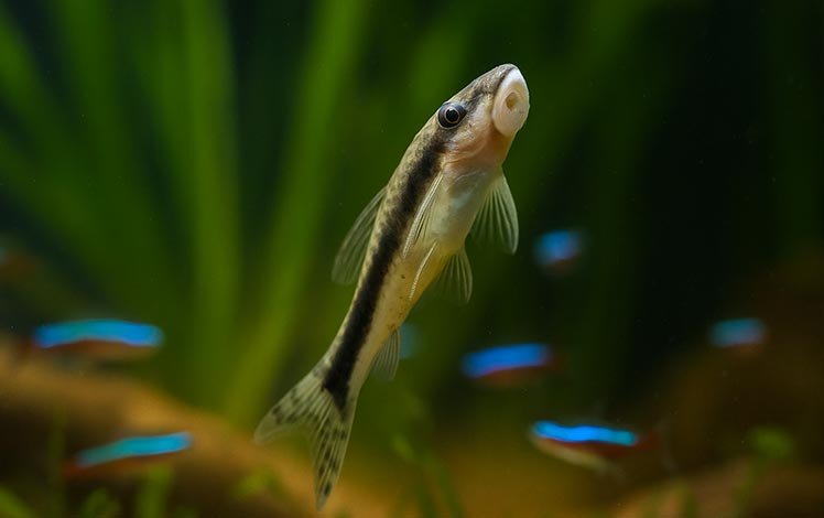 Otocinclus (Otocinclus spp.)