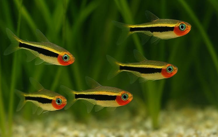 Tucano Tetra (Tucanoichthys tucano)