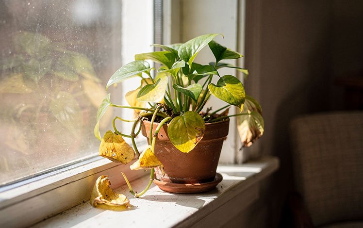 Planta doméstica com folhas imperfeitas em ambiente acolhedor, representando cuidado possível e real.