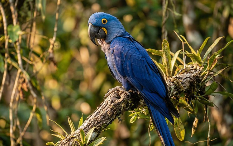 Arara azul brasileira pousada em galho com fundo natural desfocado