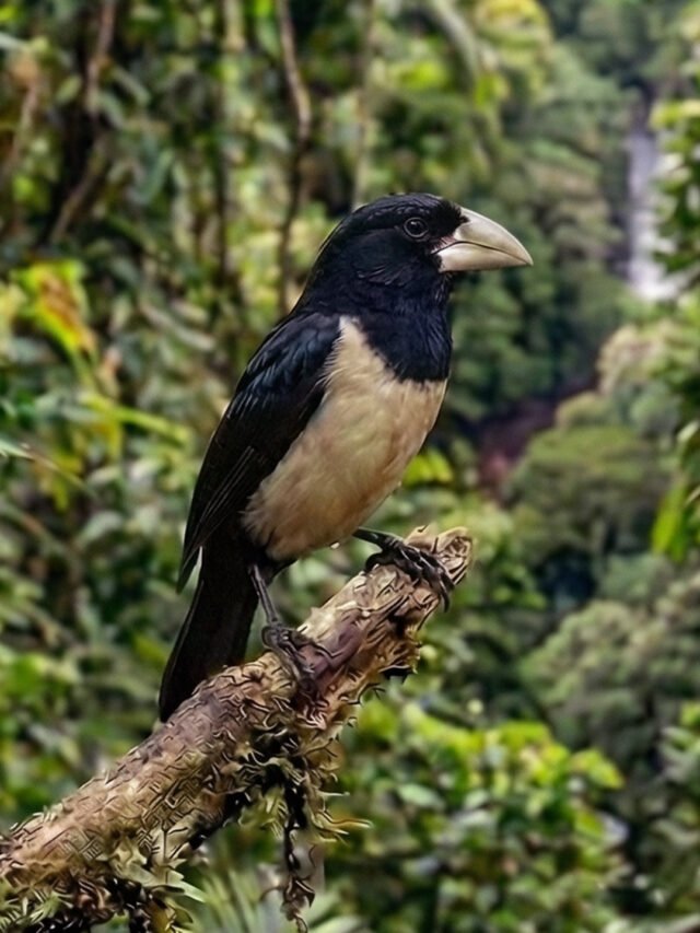 57_aves-raras-do-brasil