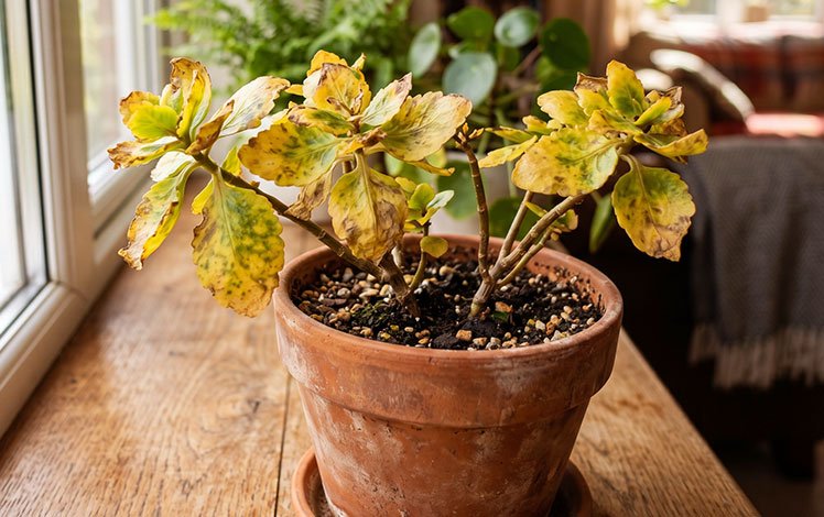 kalanchoe com folhas amarelas em vaso dentro de casa