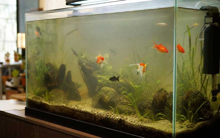 aquario com agua turva mostrando desequilibrio biologico e filtragem inadequada