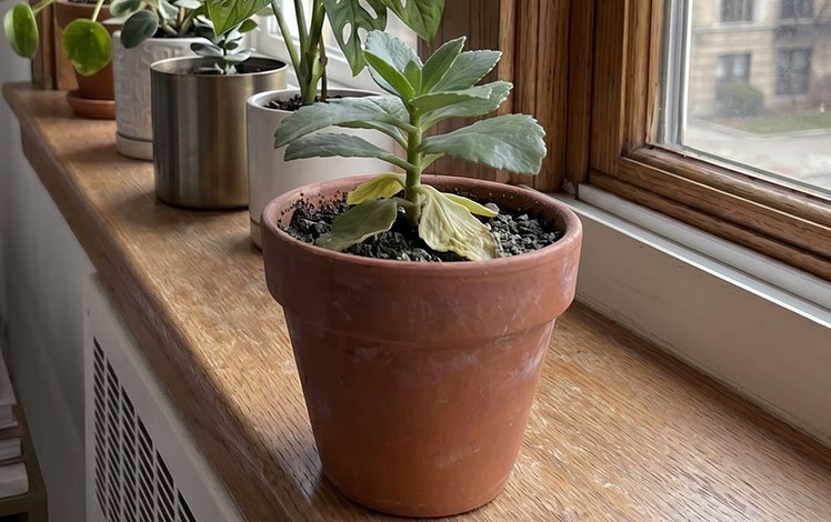 kalanchoe murcha