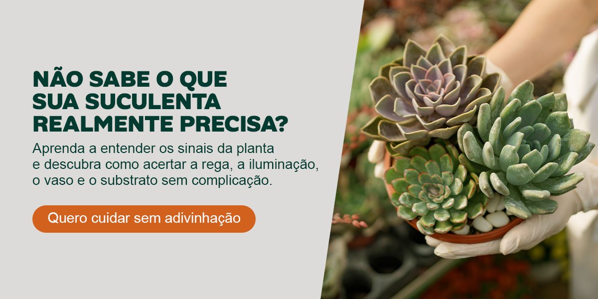 suculenta
