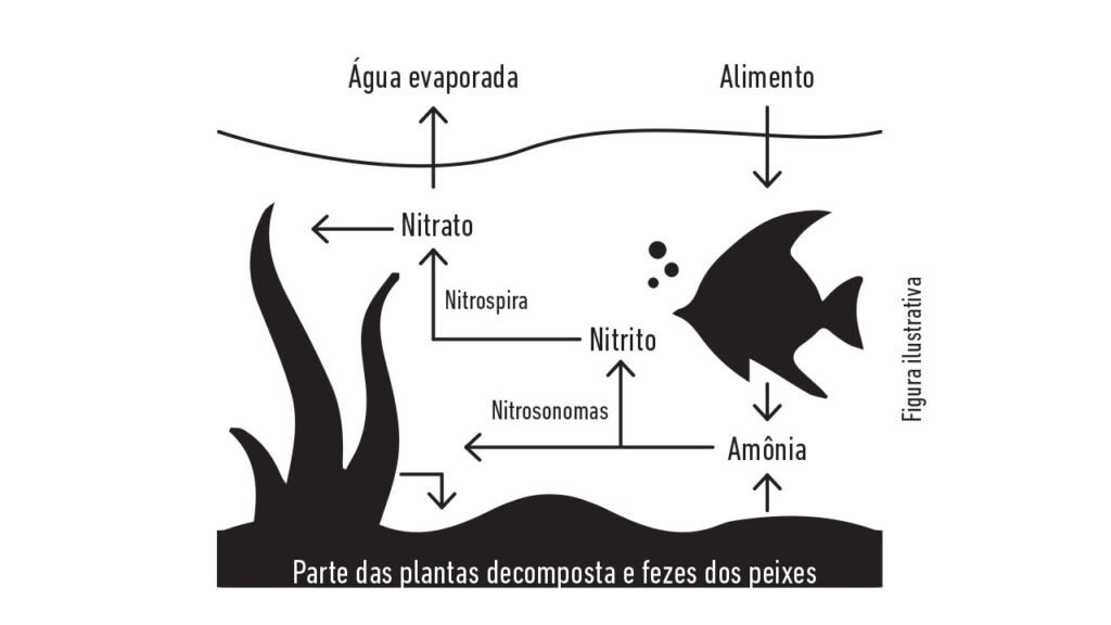 Esquema do ciclo do nitrogênio em um aquário de água doce