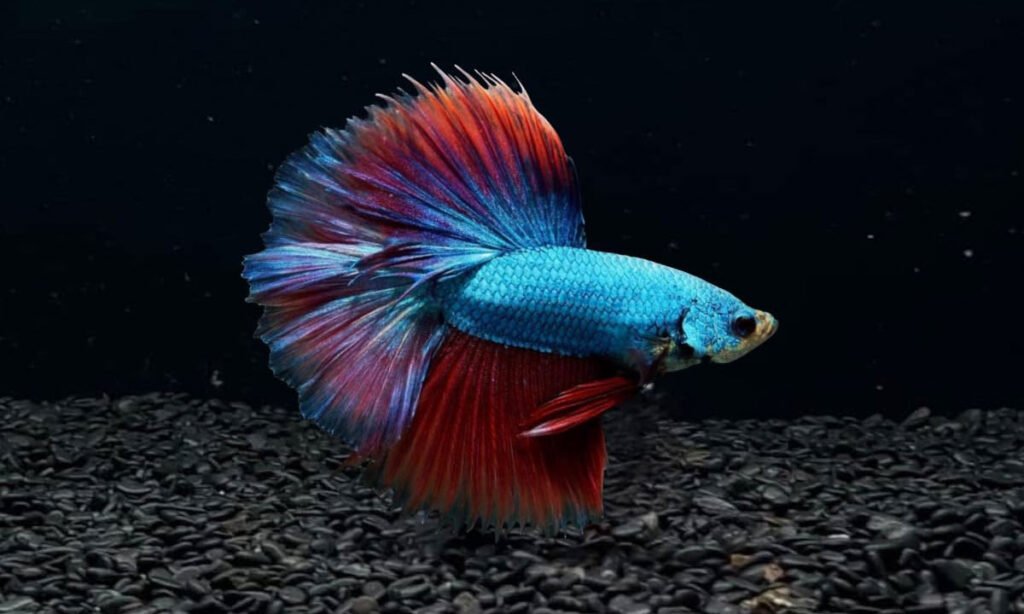 Peixe Betta