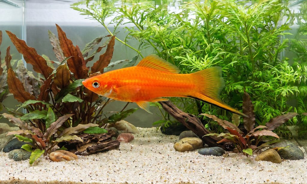 Peixe espada no aquario