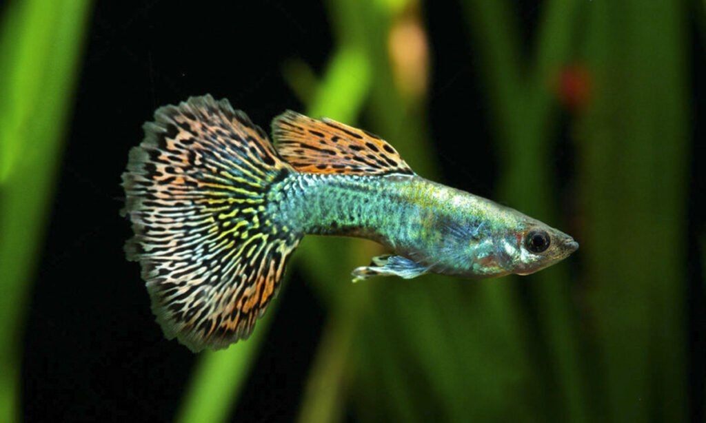 peixe guppy
