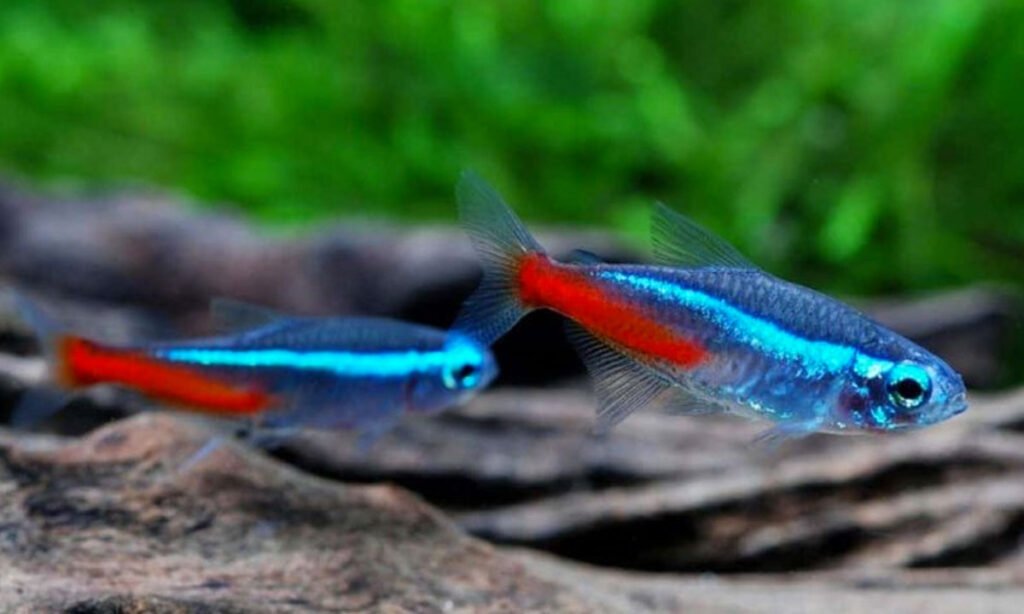 tetra neon